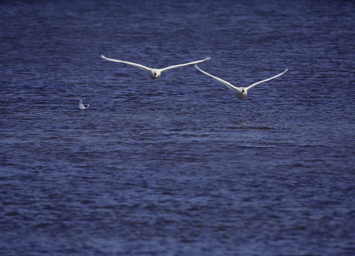 Birds