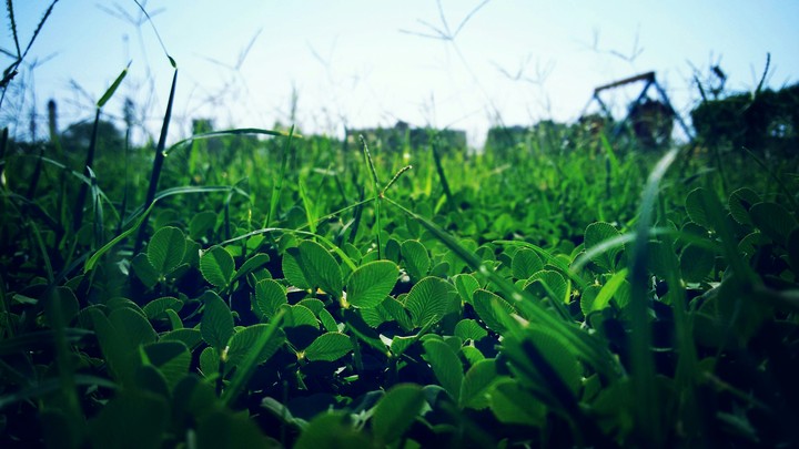 Wind in the grass