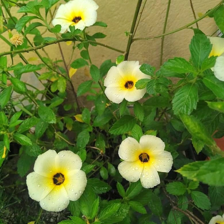 flor amarela