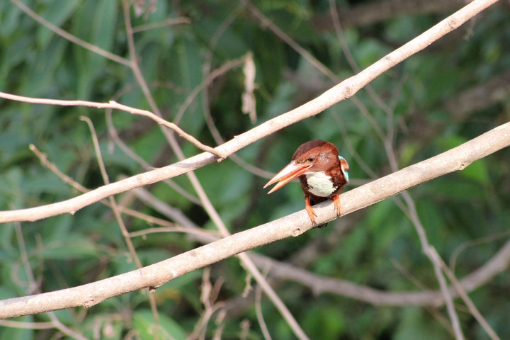 kingfisher