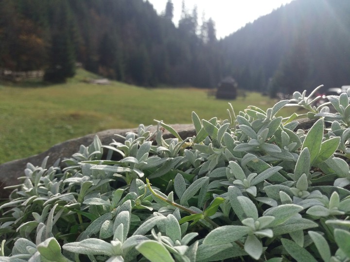 mountain