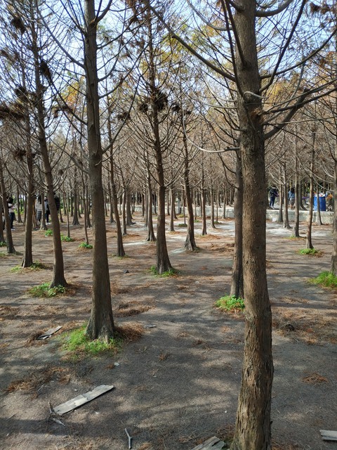 Forrest