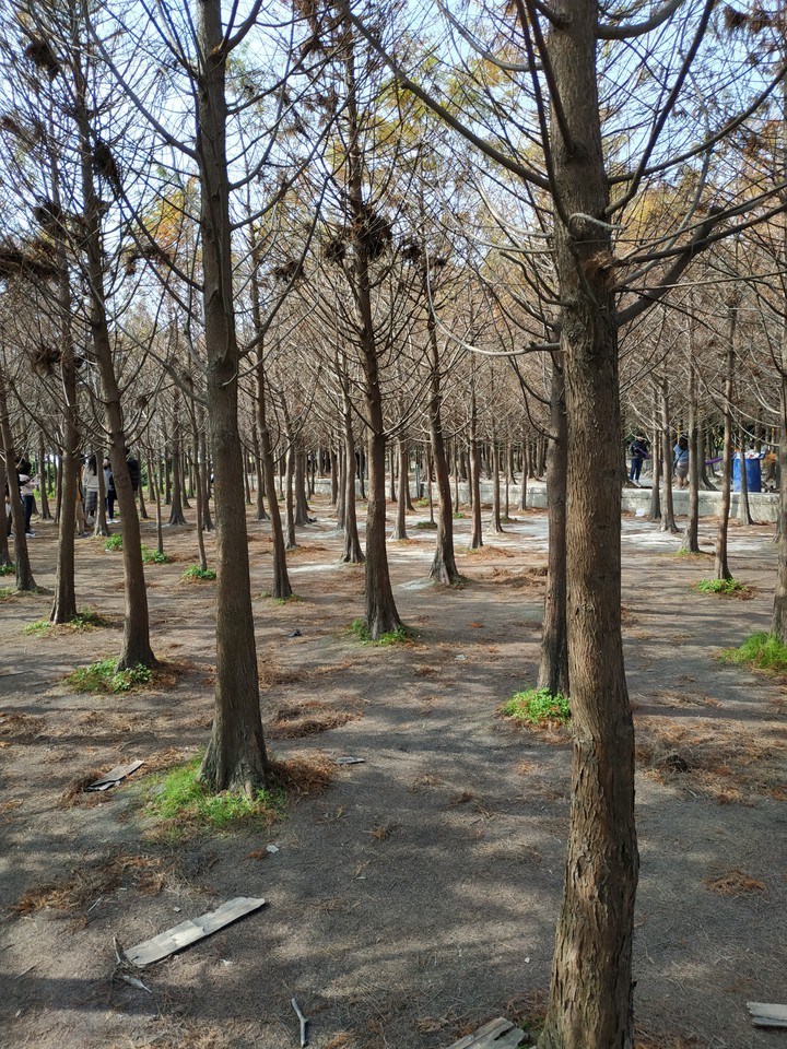 Forrest
