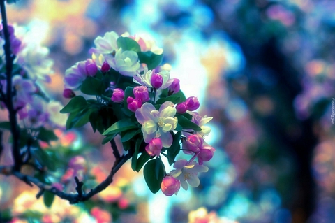 blossom, petal वॉलपेपर