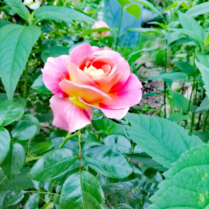 Lieblingsrose
