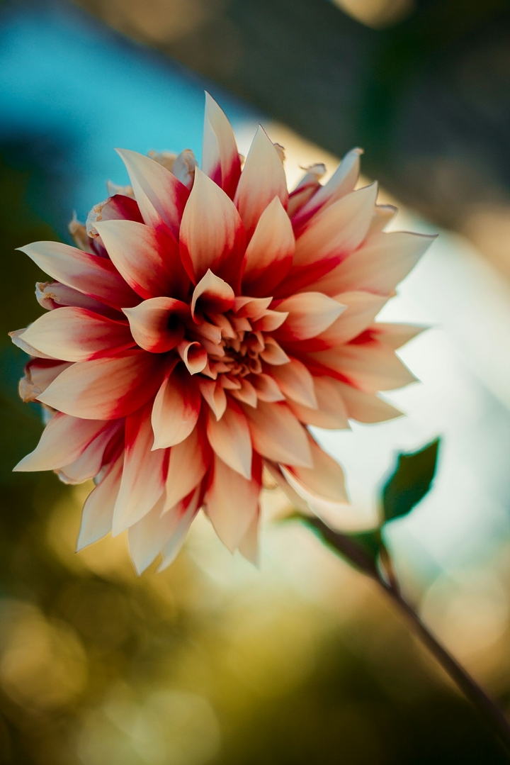 autumn flowers