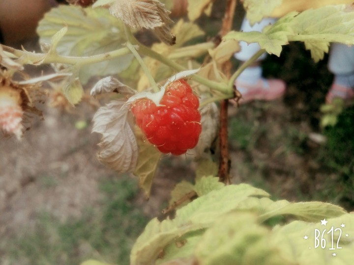 I love fruit