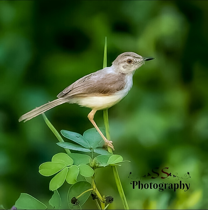 wildlife photography