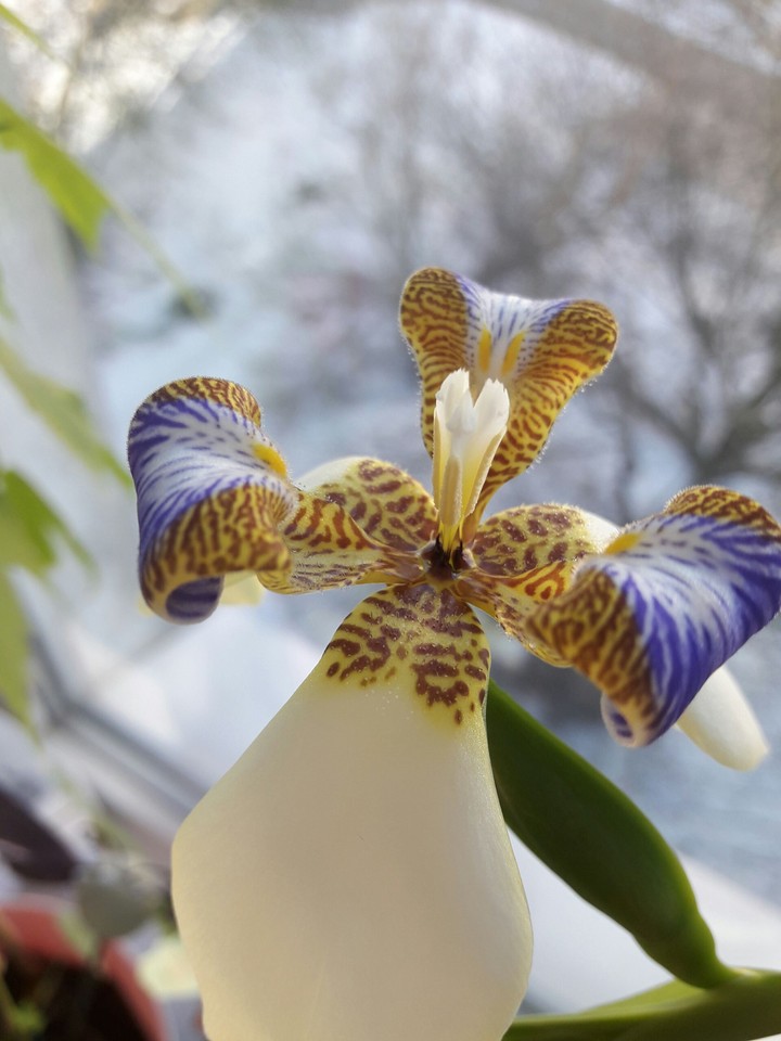 ⚘