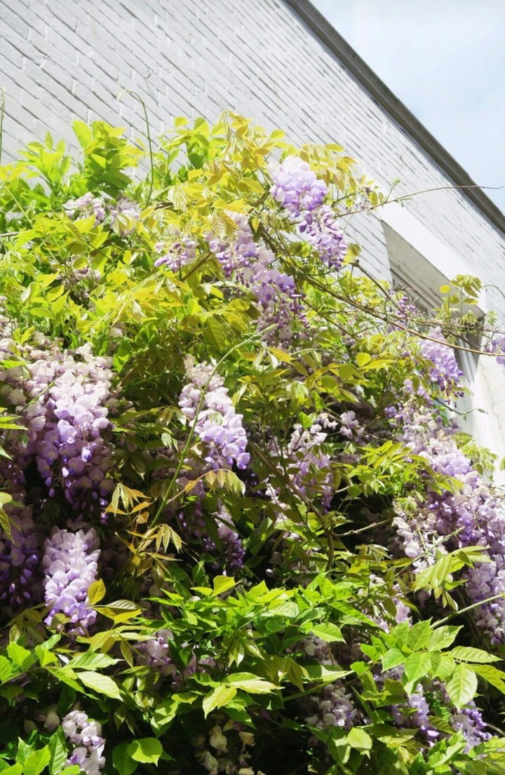 lovely flowers