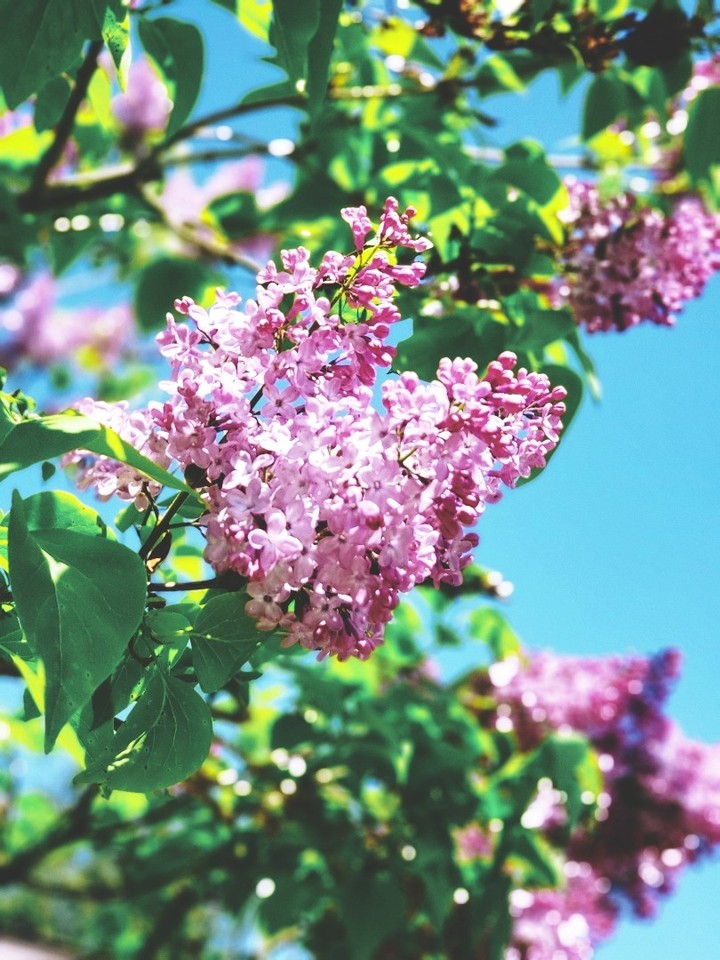 flowers