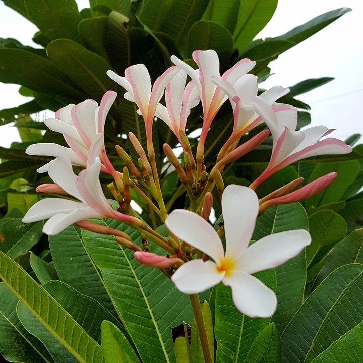 pretty flowers