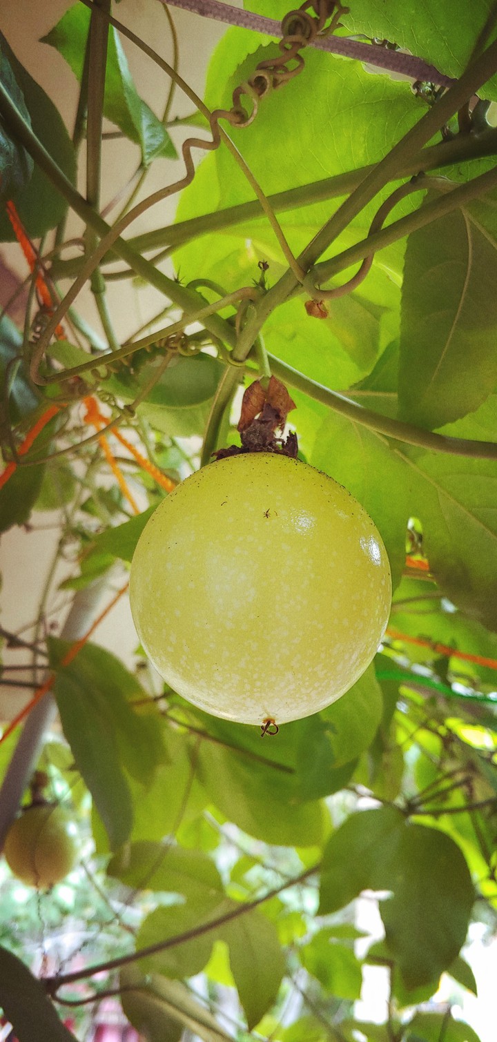 passion fruit