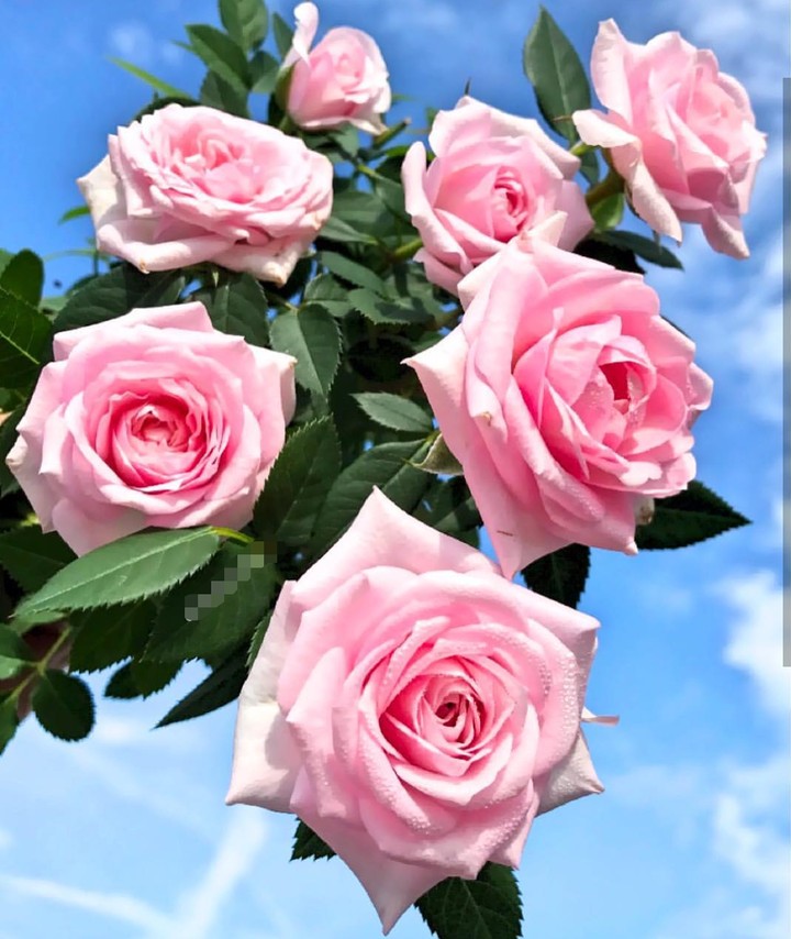 Roses