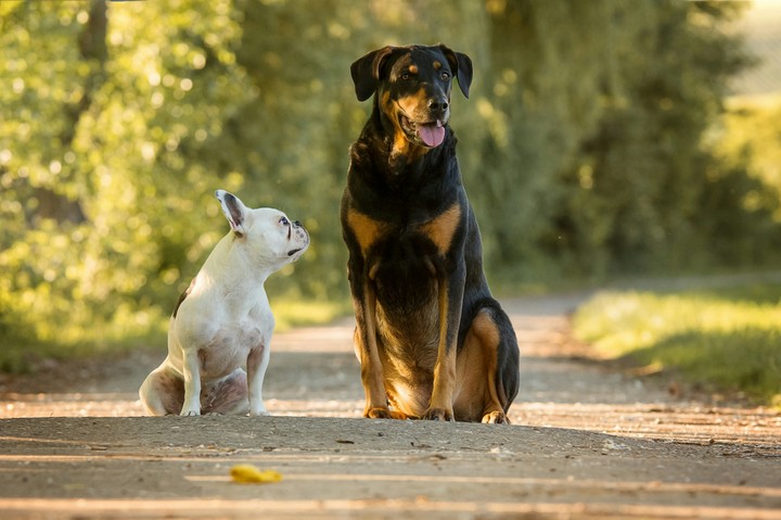 Dog's