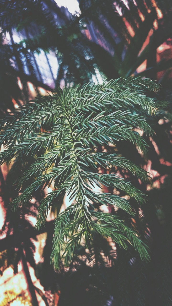 Grassed