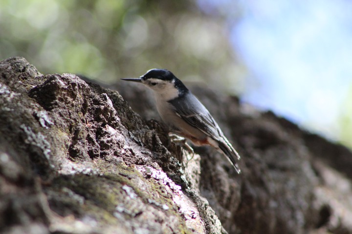 beautiful bird at live oak park