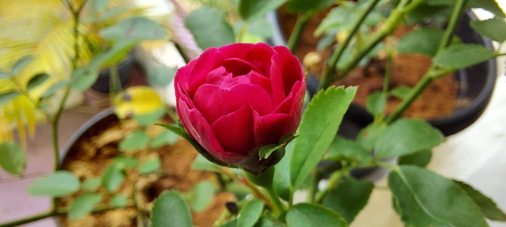 red rose