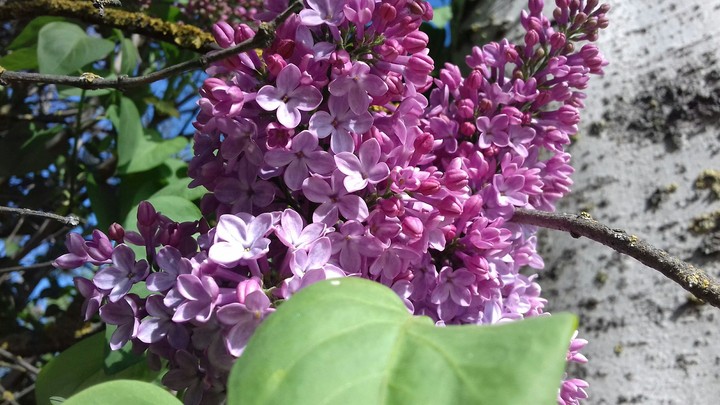 lilac