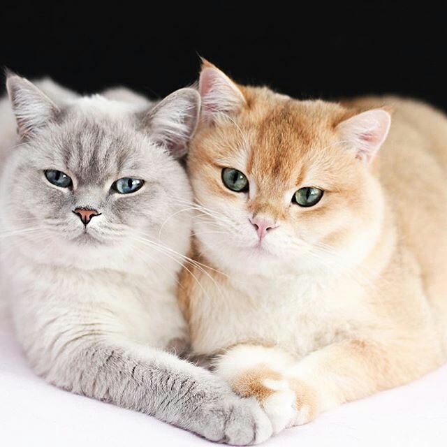 CATS