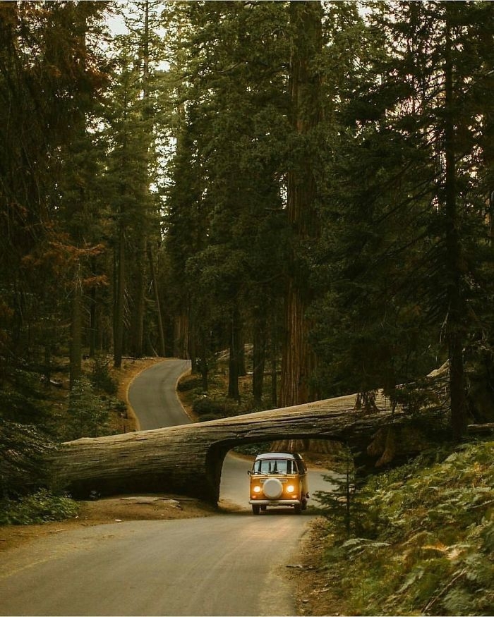 forest