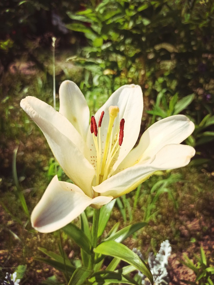 Lily