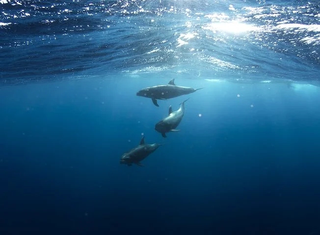 dolphin