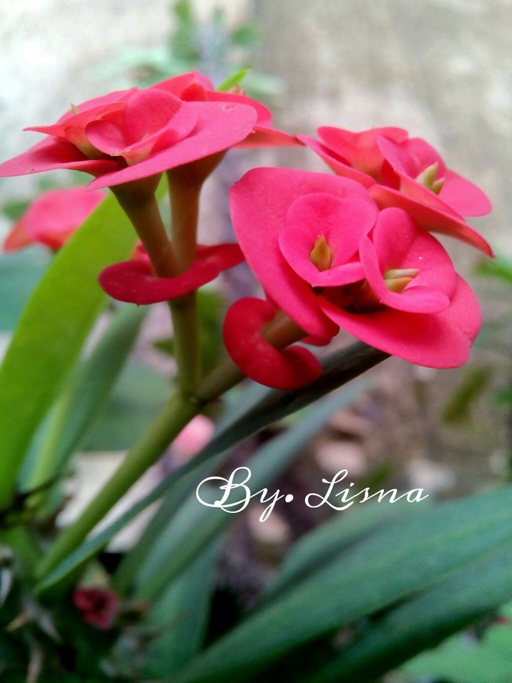 Red flower