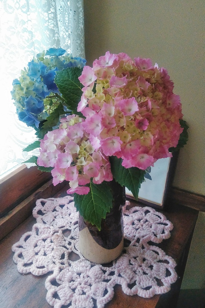 hydrangea