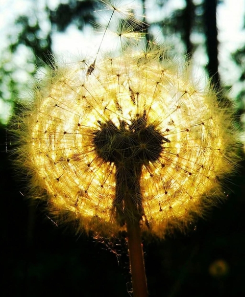 Dandelion