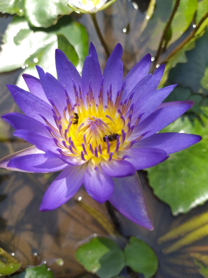 hoa súng tự ím