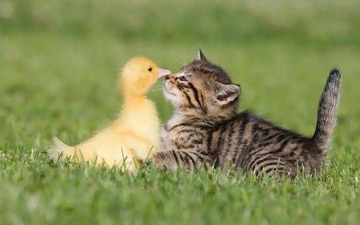 friends