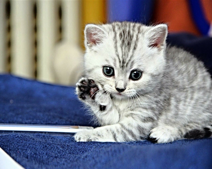 kitty