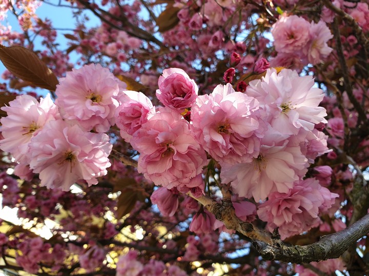 Pink Flowers