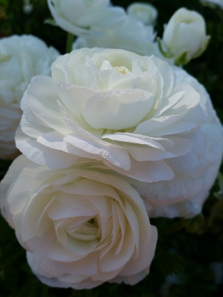 white rose