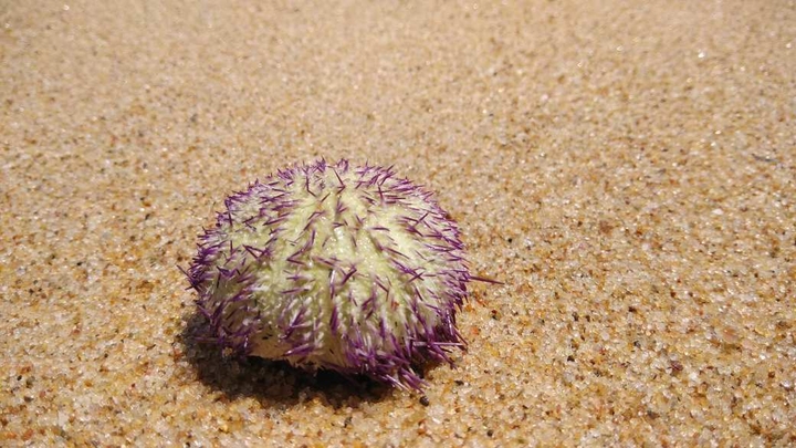 sea anemone
