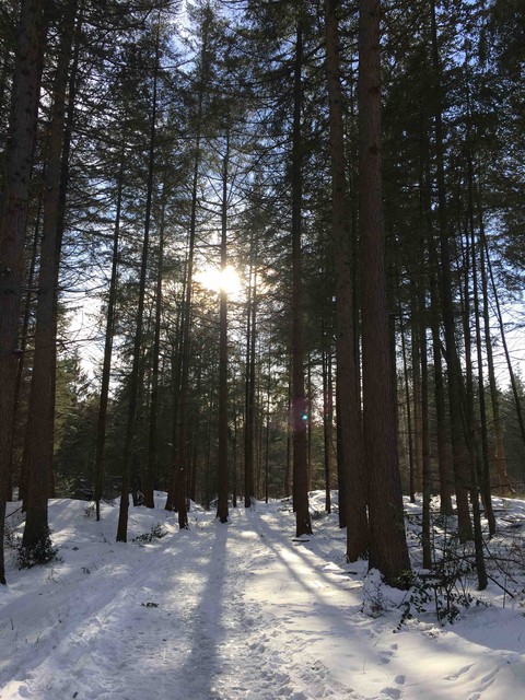 Winter wonderland