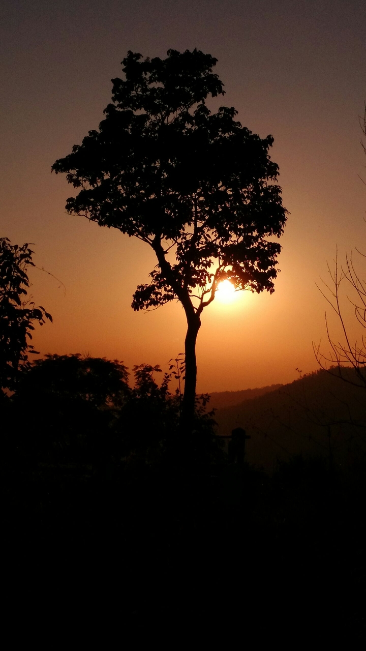 Silhouette of tree