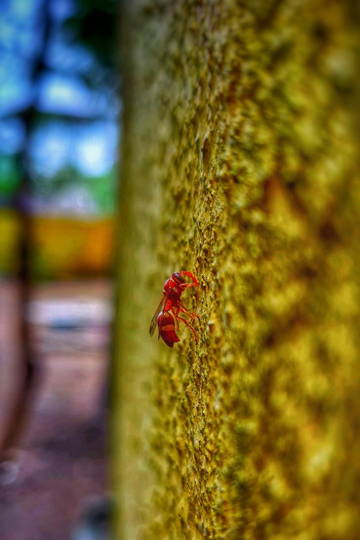ant