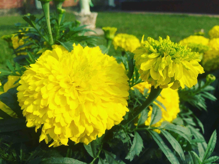 flowers