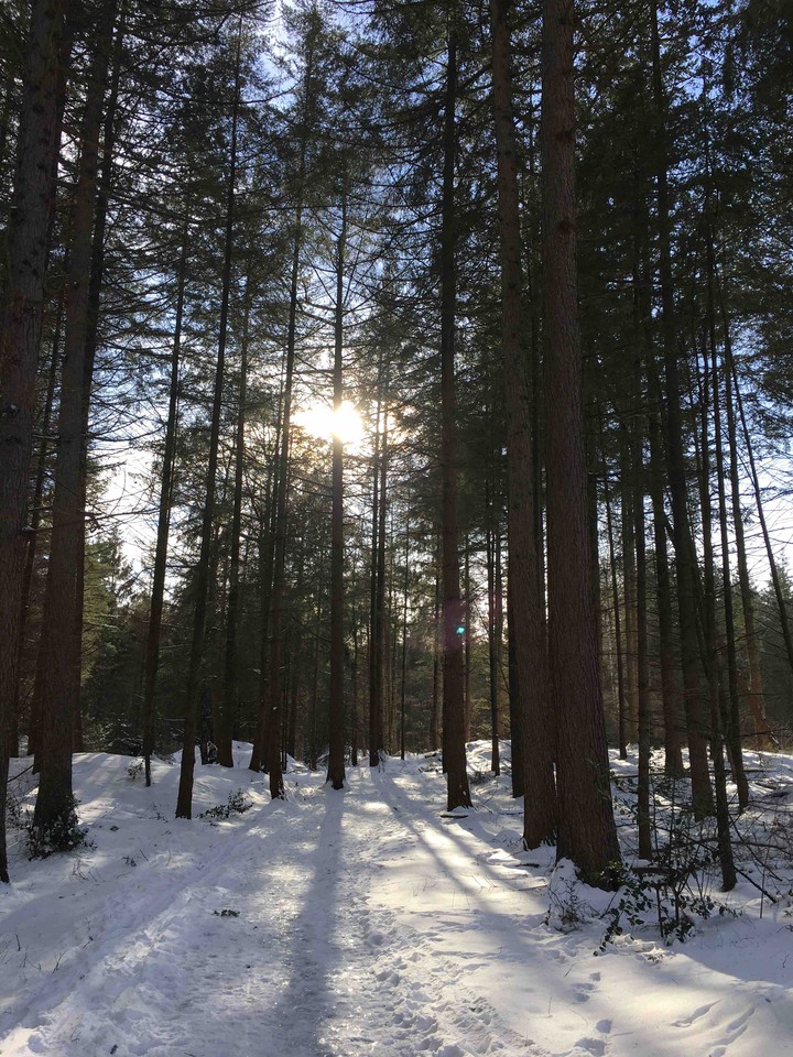 Winter wonderland