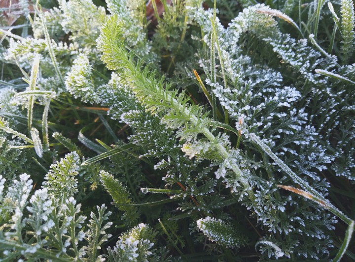 silver thaw