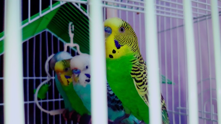 parrot