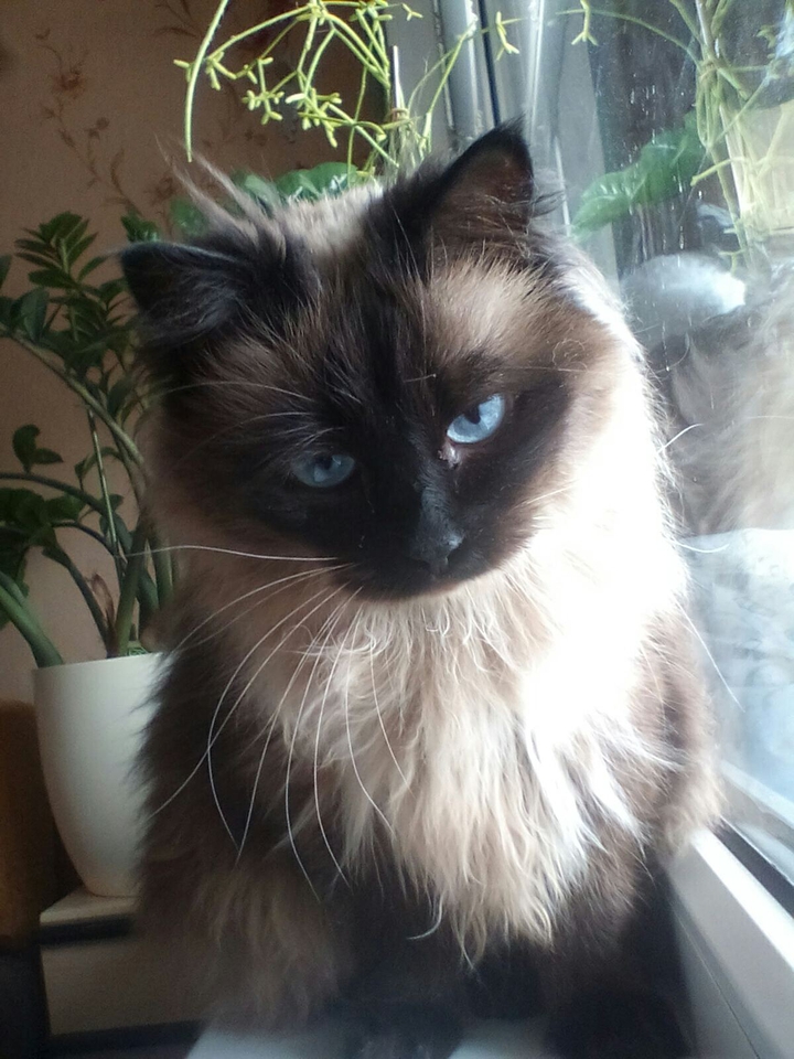 cat
