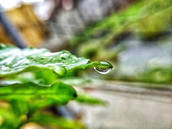 water drop on small plant in Rainy season