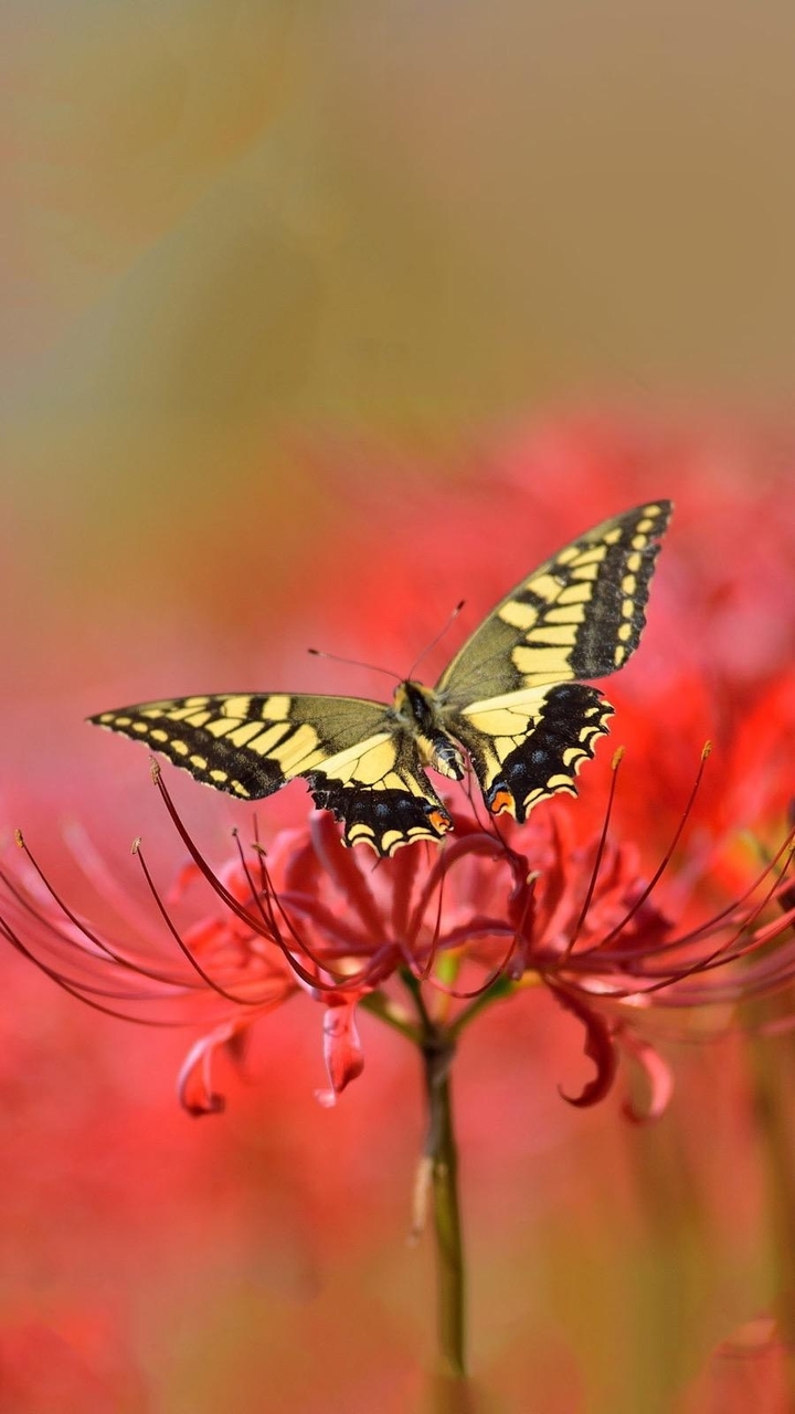 Beautiful red color