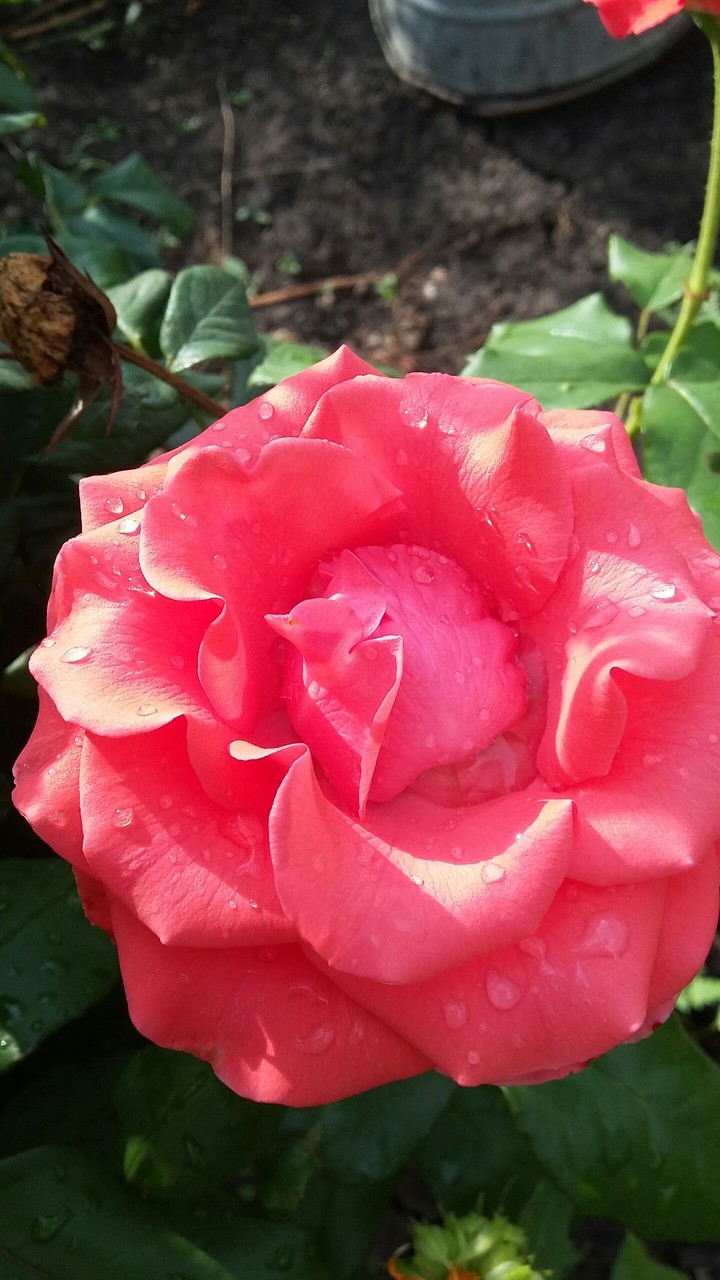 flower
