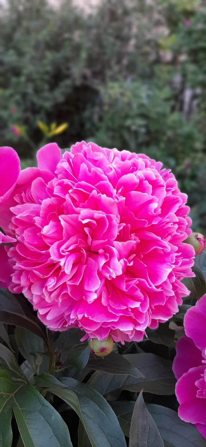 Pink peony