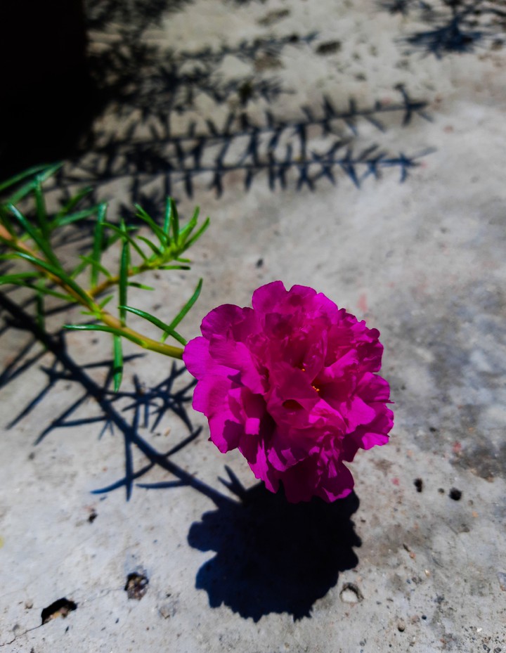 Portulika Flower