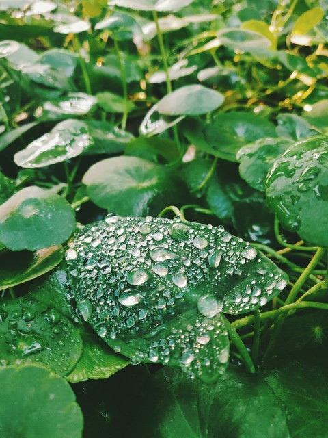 Raindrops